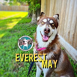 Photo of Everest May the Affectionate Girl