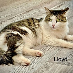 Thumbnail photo of Lloyd #3