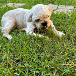 Thumbnail photo of Freckles Shih Tzu #4