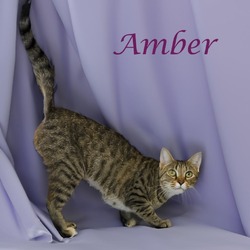 Thumbnail photo of Amber C24-237 #4