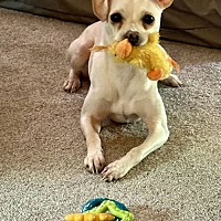adopt a pet