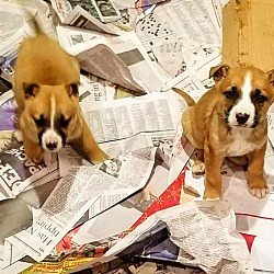 Thumbnail photo of Shepherd/Boxer pups! *ADOPTED! #1