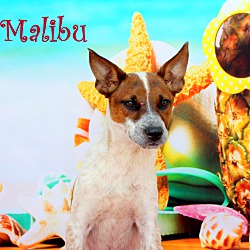 Thumbnail photo of Malibu~adopted! #1