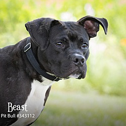 Thumbnail photo of Beast #2