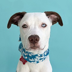 Photo of ACE-ADOPT Me!
