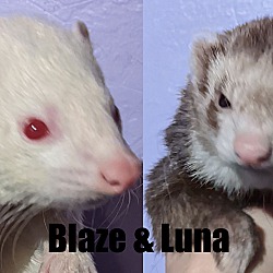 Photo of Blaze & Luna
