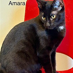 Photo of Amara
