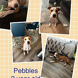 Thumbnail photo of Pebbles #1