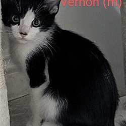 Photo of Vernon