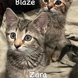 Thumbnail photo of Blaze #1