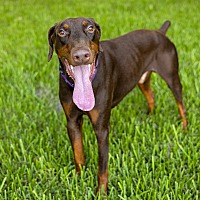 adopt-pet