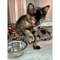 adopt-pet