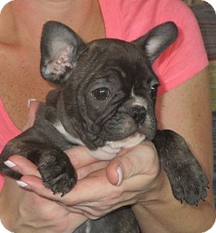 Westport, CT - French Bulldog. Meet Wilson a Pet for Adoption.