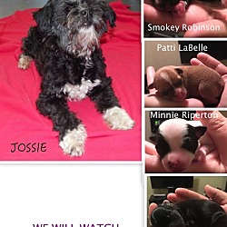 Thumbnail photo of Jossie #2