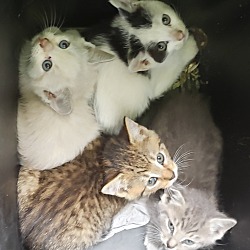 Photo of 4 baby kittens