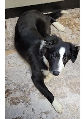 are border collies needy