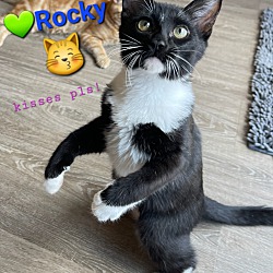 Thumbnail photo of ::: Rocky ::: #1