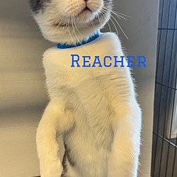 Thumbnail photo of Reacher #2