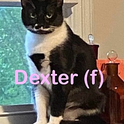 Photo of DEXTER Cat