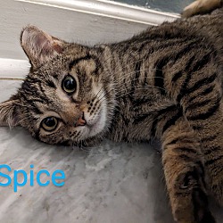 Thumbnail photo of Spice #2
