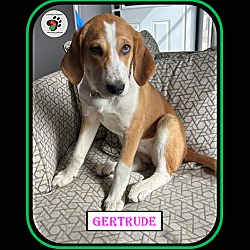Thumbnail photo of Gertrude - The "G" Litter #3
