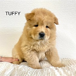 Photo of TUFFY