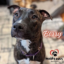 Thumbnail photo of Berry #1