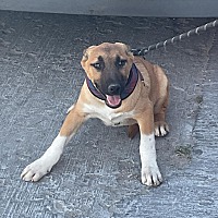 adopt a pet