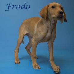 Thumbnail photo of Frodo D24-128 #4