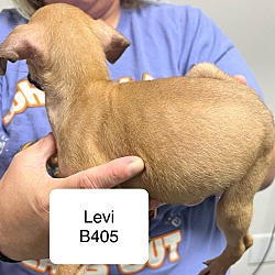 Thumbnail photo of Levi B405 #2