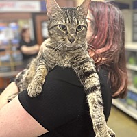 adopt a pet