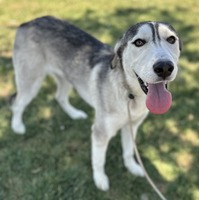 adopt-pet