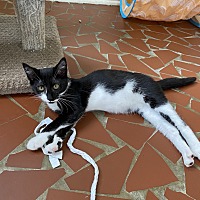 adopt a pet