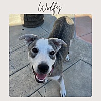 adopt a pet
