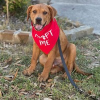 adopt a pet