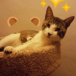 Thumbnail photo of Yukon - Special Needs Kitty #1