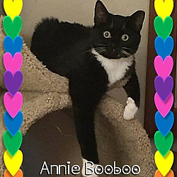 Photo of Annie BooBoo