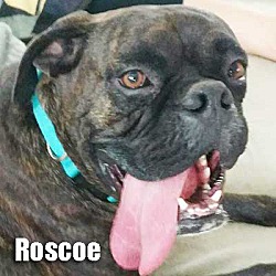 Photo of Roscoe