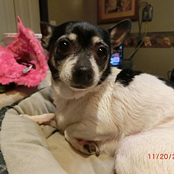 Thumbnail photo of Allie~adopted! #4
