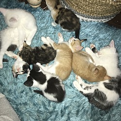 Thumbnail photo of Kittens #4