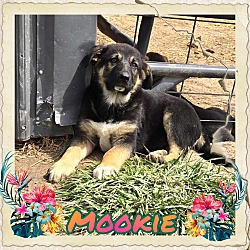 Thumbnail photo of Mookie #1