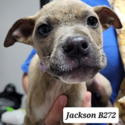 Photo of Jackson B272