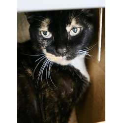 Thumbnail photo of Cheesecake - Available in Foster #3