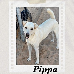 Thumbnail photo of Pippa #1