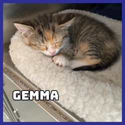 Thumbnail photo of Gemma #2