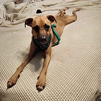 adopt a pet