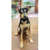 adopt-pet