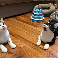adopt a pet