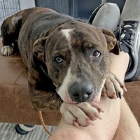 adopt a pet
