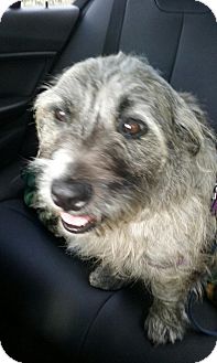 Ocean Ridge Fl Irish Wolfhound Meet Maggie A Pet For